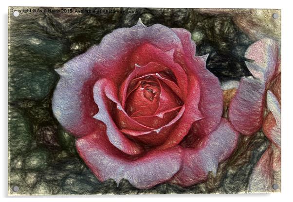  Peach rose art Acrylic by Avril Harris