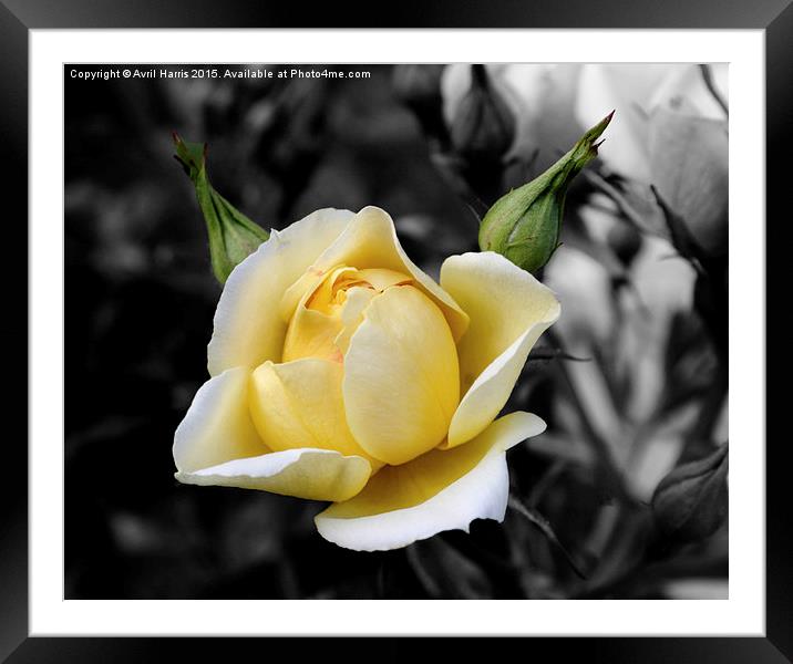  The Yellow Friendship Rose Framed Mounted Print by Avril Harris