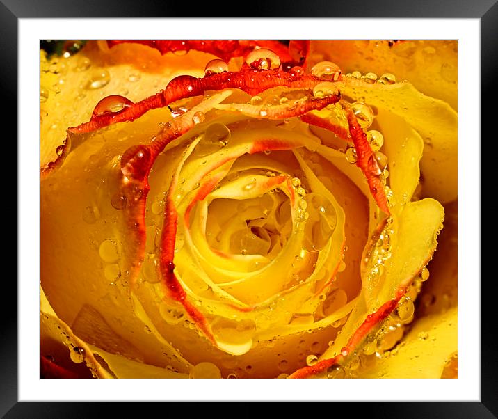 Wet yellow and Orange tipped rose Framed Mounted Print by JC studios LRPS ARPS