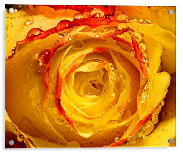 Wet yellow and Orange tipped rose Acrylic by JC studios LRPS ARPS