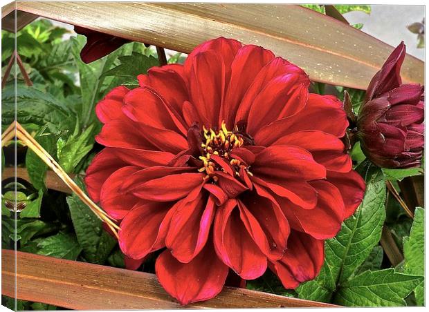 Big Red Flower peek-a-boo  Canvas Print by Sue Bottomley