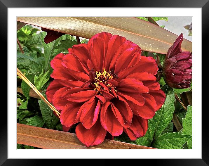Big Red Flower peek-a-boo  Framed Mounted Print by Sue Bottomley