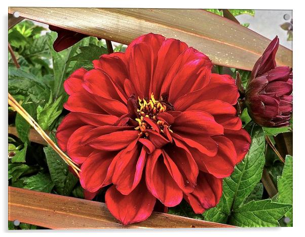 Big Red Flower peek-a-boo  Acrylic by Sue Bottomley