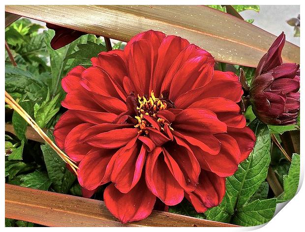 Big Red Flower peek-a-boo  Print by Sue Bottomley