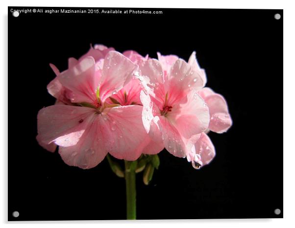A macro shot of a  nice flower ,geranium Acrylic by Ali asghar Mazinanian