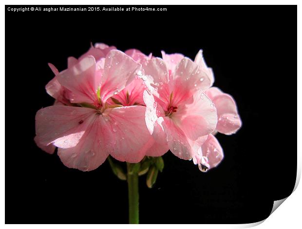 A macro shot of a  nice flower ,geranium Print by Ali asghar Mazinanian