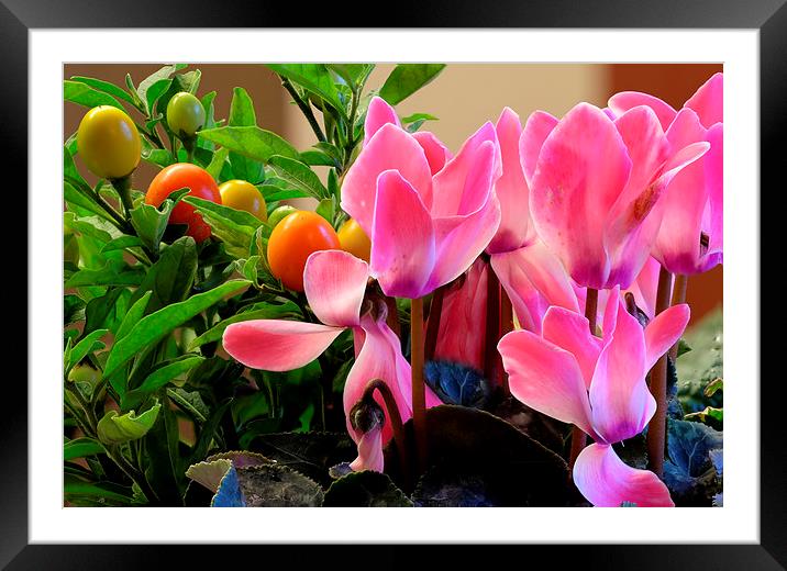  Cyclamen flowers Framed Mounted Print by Tony Bates