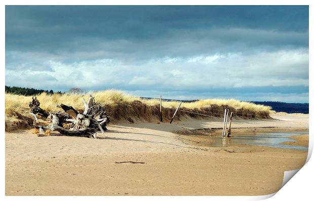  Tentsmuir Dunes Print by Laura McGlinn Photog