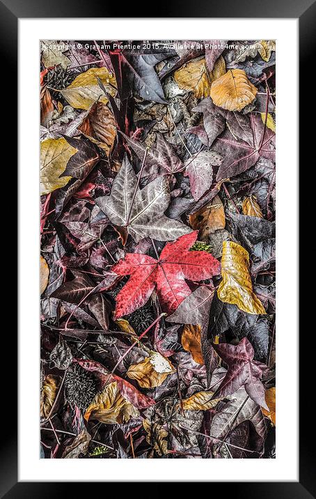  Autumn Leaves Framed Mounted Print by Graham Prentice