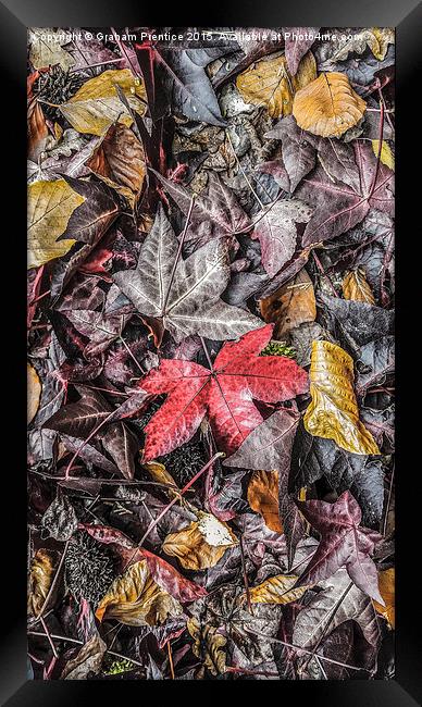  Autumn Leaves Framed Print by Graham Prentice