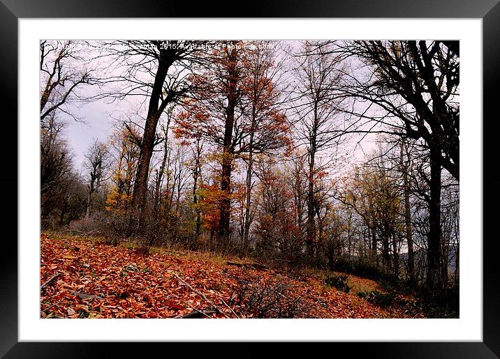 The beauties of Autumn in OLANG jungle 9, Framed Mounted Print by Ali asghar Mazinanian