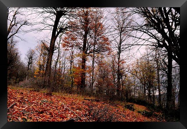 The beauties of Autumn in OLANG jungle 9, Framed Print by Ali asghar Mazinanian