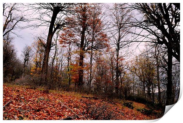 The beauties of Autumn in OLANG jungle 9, Print by Ali asghar Mazinanian