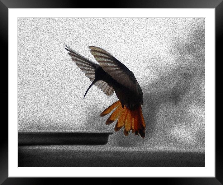 Hummingbird Painted  Framed Mounted Print by james balzano, jr.