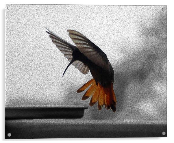 Hummingbird Painted  Acrylic by james balzano, jr.