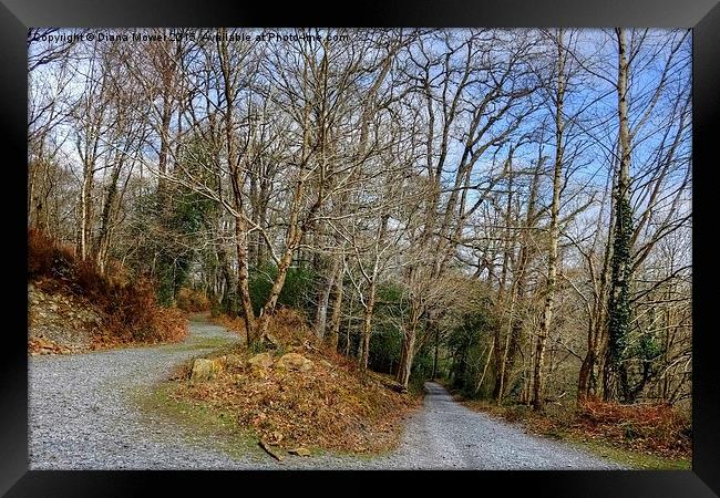  Yarner Wood Dartmoor Framed Print by Diana Mower