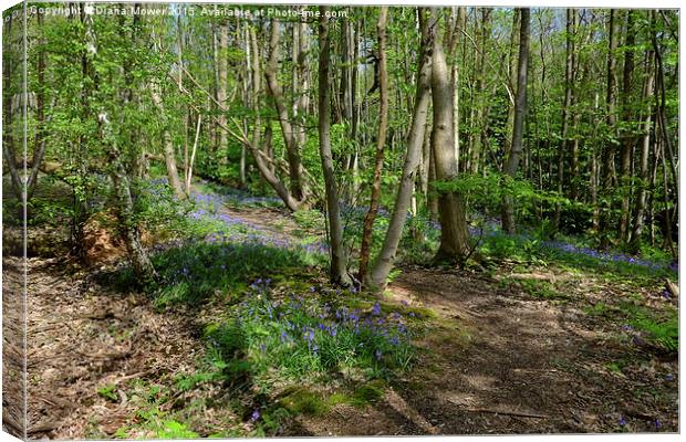  Thorndon Country Park Canvas Print by Diana Mower