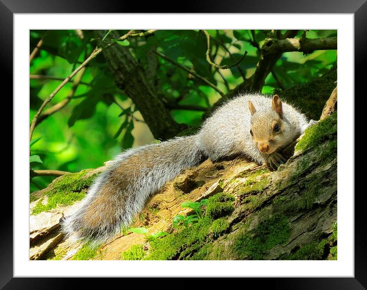 Contented Squirrel  Framed Mounted Print by diane daglish
