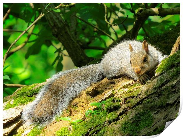 Contented Squirrel  Print by diane daglish