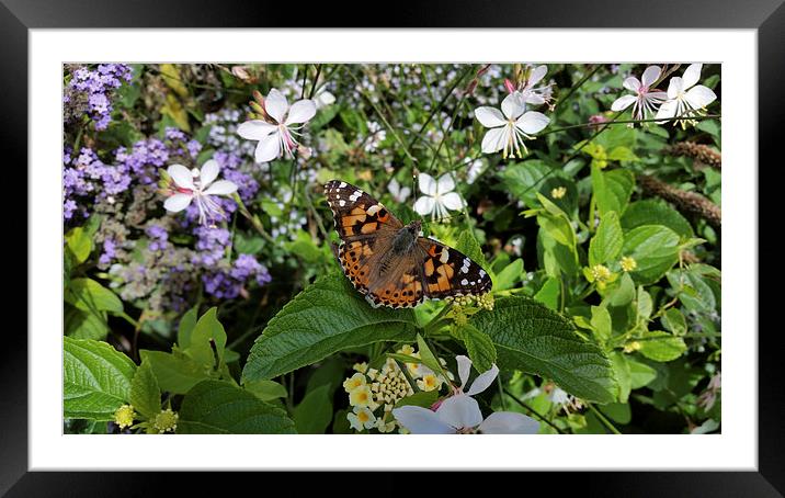  butterfly Framed Mounted Print by Marinela Feier