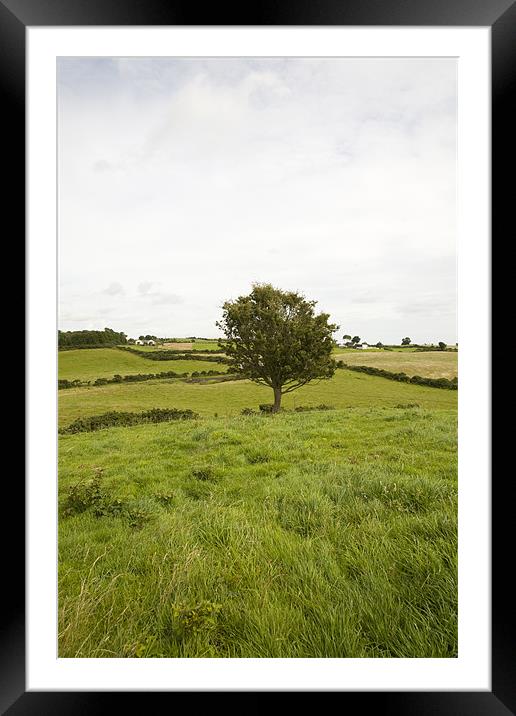 fairy tree in County Wexford, Ireland Framed Mounted Print by Ian Middleton