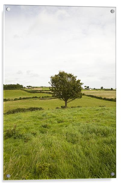 fairy tree in County Wexford, Ireland Acrylic by Ian Middleton