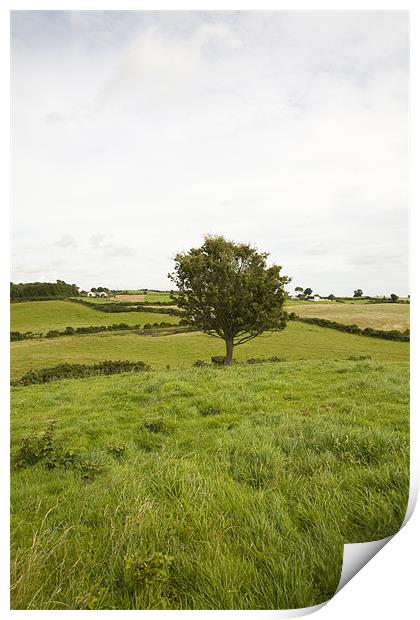 fairy tree in County Wexford, Ireland Print by Ian Middleton