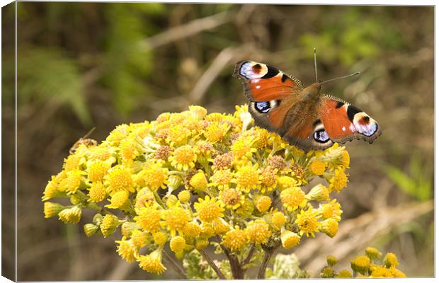 peacock Butterfly inachis io Canvas Print by Ian Middleton
