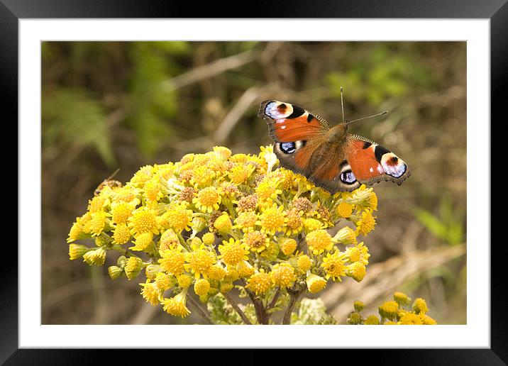 peacock Butterfly inachis io Framed Mounted Print by Ian Middleton