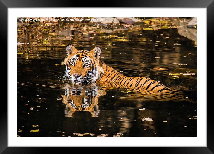 Reflection of King of Jungle Framed Mounted Print by Swapan Banik