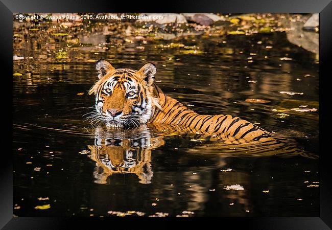  Reflection of King of Jungle Framed Print by Swapan Banik