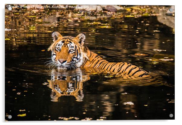  Reflection of King of Jungle Acrylic by Swapan Banik