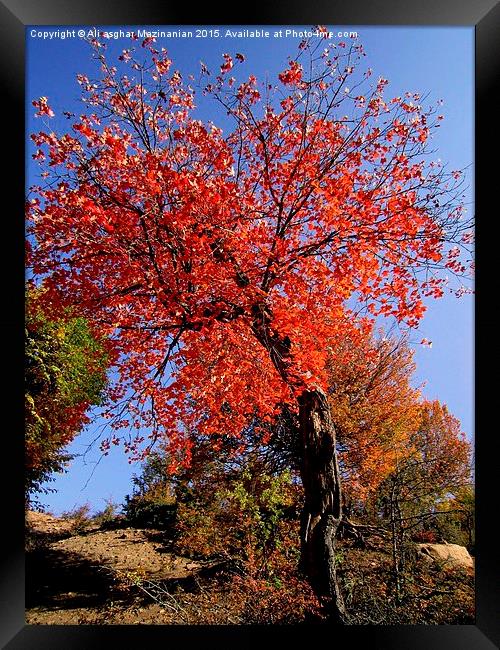  Beautiful tree in jungle, Framed Print by Ali asghar Mazinanian