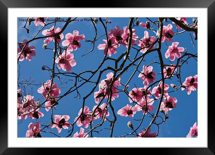  Pink Magnolia Framed Mounted Print by Robert Murray