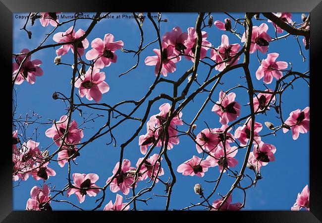  Pink Magnolia Framed Print by Robert Murray