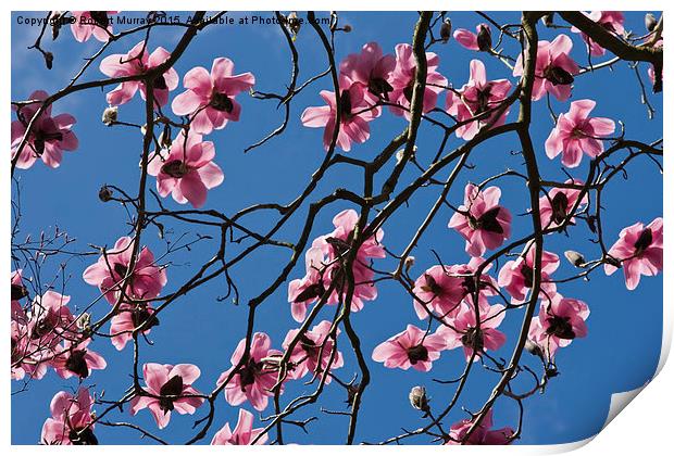  Pink Magnolia Print by Robert Murray