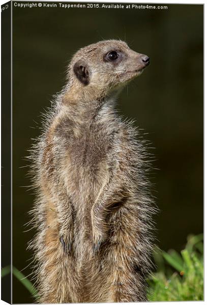  Meerkat Lookout Canvas Print by Kevin Tappenden