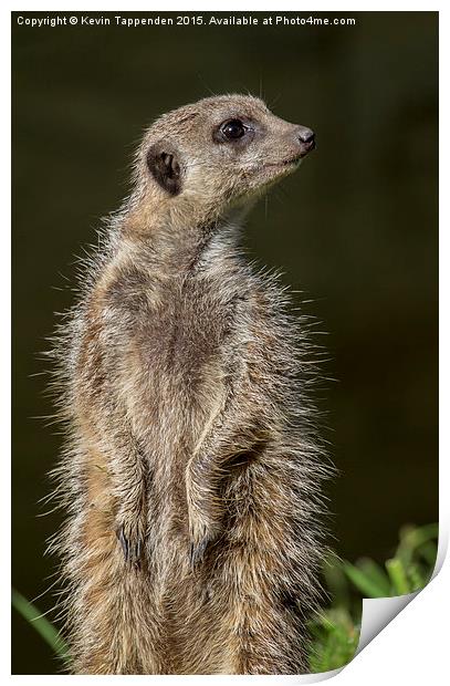  Meerkat Lookout Print by Kevin Tappenden