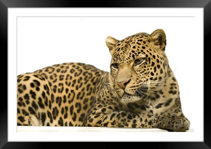 Leopard portrait Framed Mounted Print by Ian Middleton