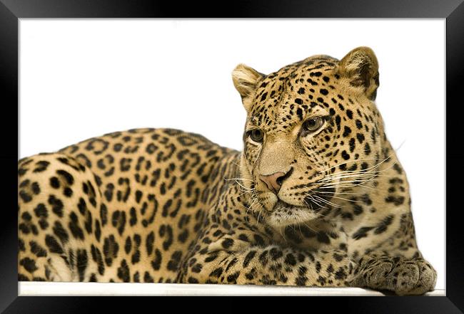 Leopard portrait Framed Print by Ian Middleton