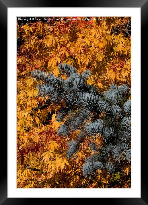  Autumn Gold Framed Mounted Print by Kevin Tappenden