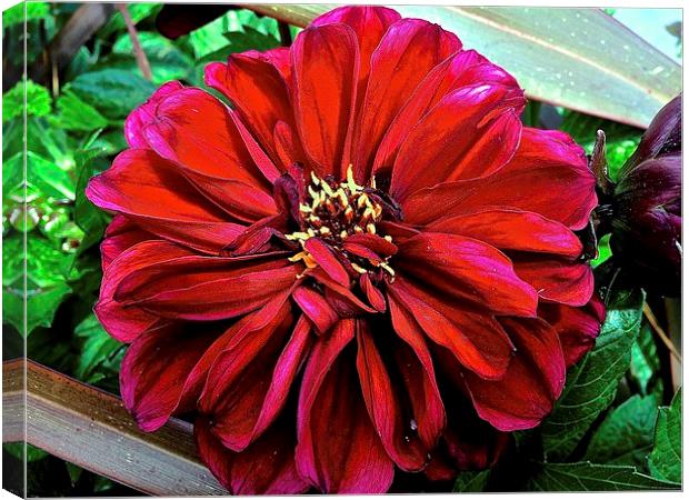  Peek-A-Boo Big Red Flower Canvas Print by Sue Bottomley