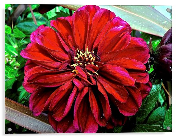  Peek-A-Boo Big Red Flower Acrylic by Sue Bottomley