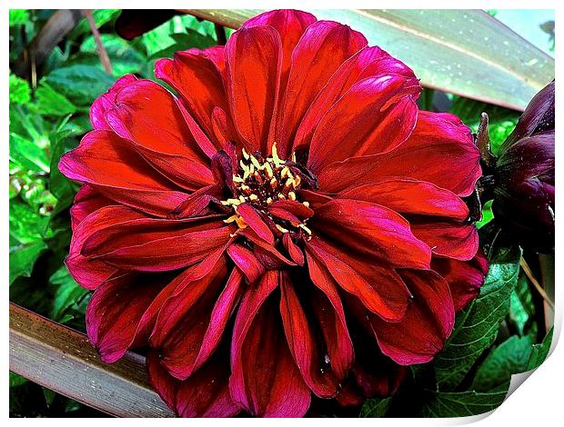  Peek-A-Boo Big Red Flower Print by Sue Bottomley