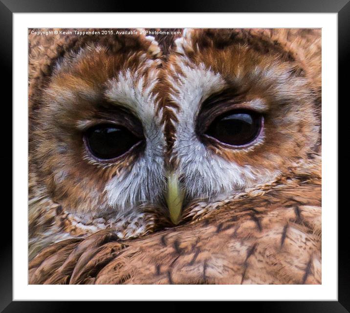  Tawny Owl Portrait Framed Mounted Print by Kevin Tappenden