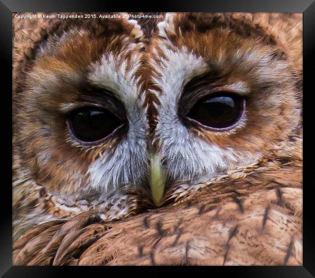  Tawny Owl Portrait Framed Print by Kevin Tappenden