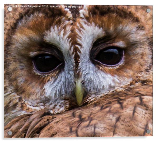  Tawny Owl Portrait Acrylic by Kevin Tappenden