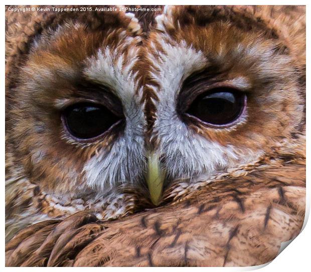  Tawny Owl Portrait Print by Kevin Tappenden