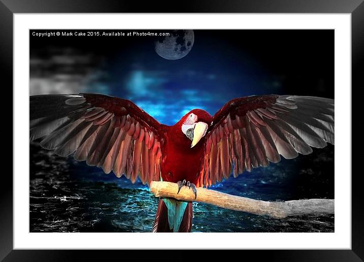  Macaw by moon light Framed Mounted Print by Mark Cake