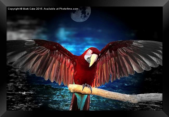  Macaw by moon light Framed Print by Mark Cake